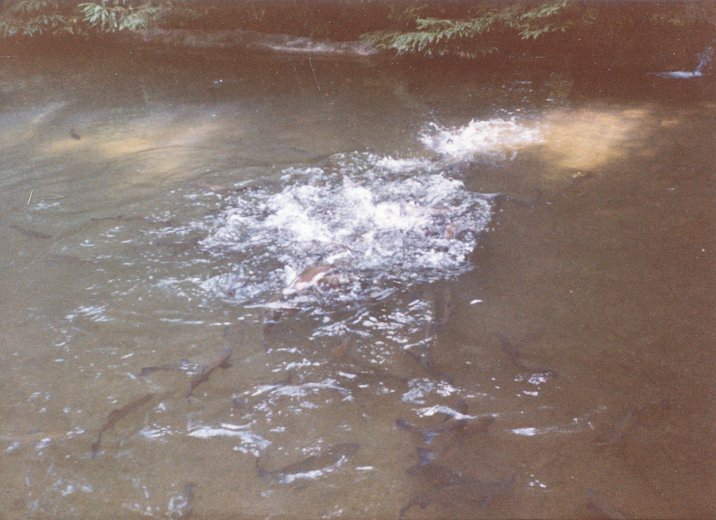 fish in helmuts pond