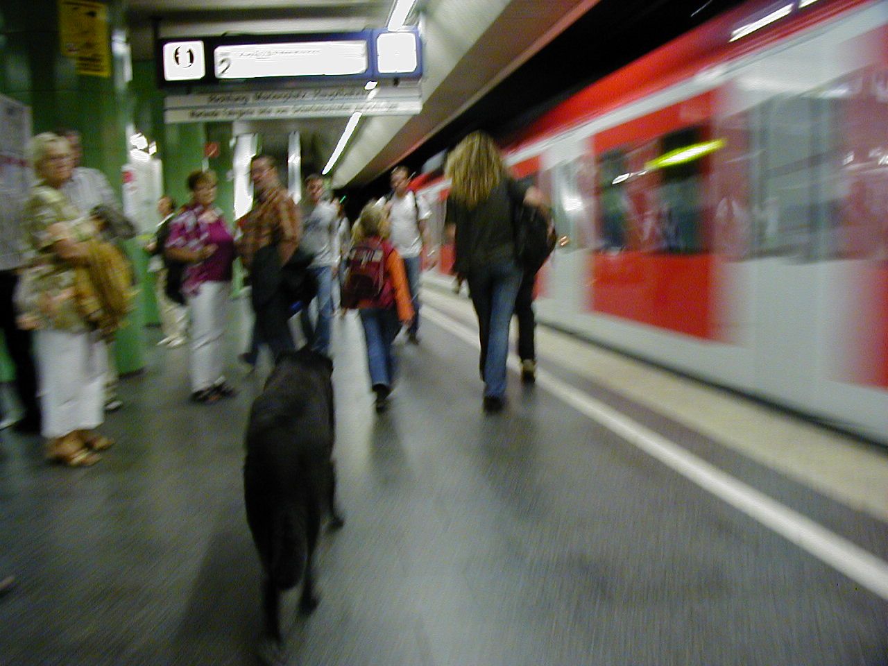 39-unleashed_dog_in_subway-munchen.jpg