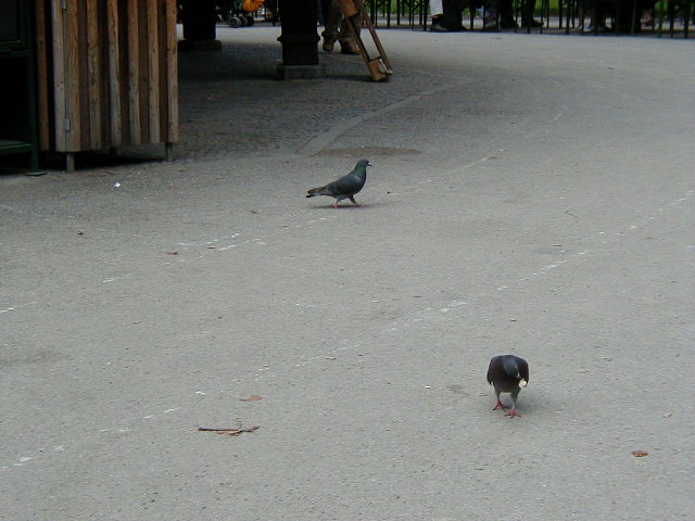 44-pigeons_in_munchen_english_garden.jpg