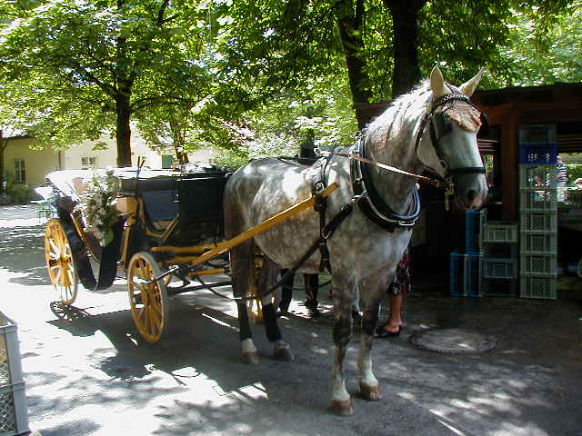 45-horse_and_carriage_at_english_gardens-mmunchen.jpg