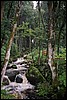 324-triberg_im_schwarzwald-stream_and_forest.jpg