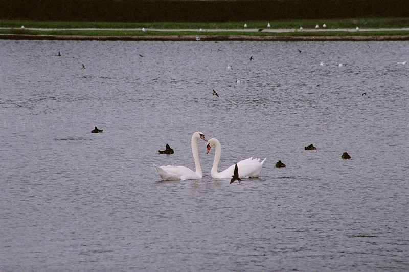 197-wittelsbach_palace_swans.jpg
