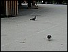 44-pigeons_in_munchen_english_garden.jpg